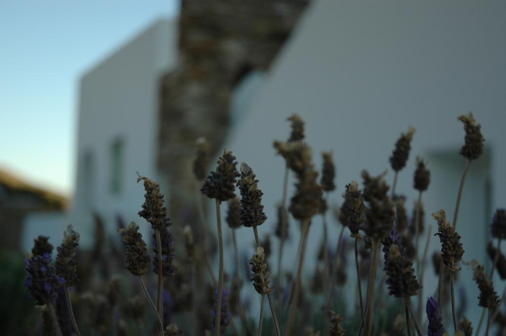 St George Antiparos Apartments And Studios Agios Georgios  外观 照片